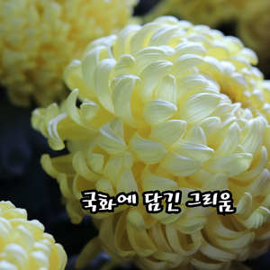 국화에 담긴 그리움