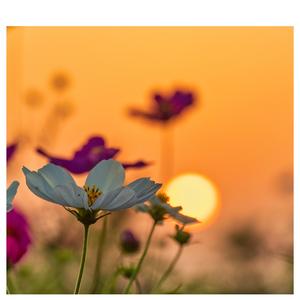 花と未来のうた