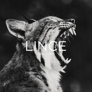 Lince