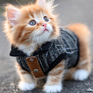 お出かけ準備できたよ