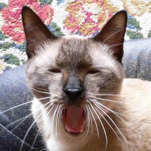 君の声が今もまだ (feat. 鏡音レン)