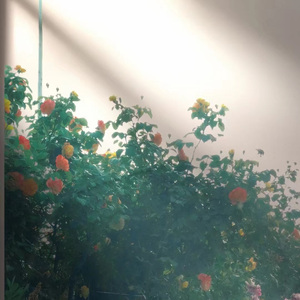 管它什么（cover.刘恋）