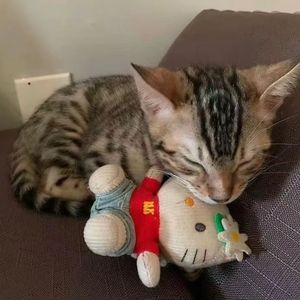 【POP】‘’沉溺‘’ 悲伤 网感 钢琴 人声 情绪 叙事 Beat