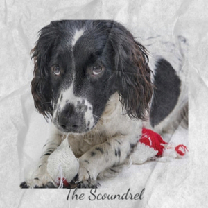 The Scoundrel