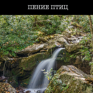Пение Птиц