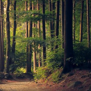 森林狂想曲 口哨版