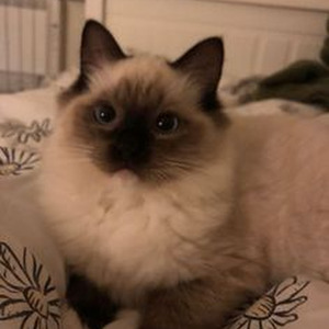 The Watcher 2 (sped up)