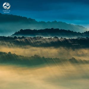 Forest Meditation Oasis