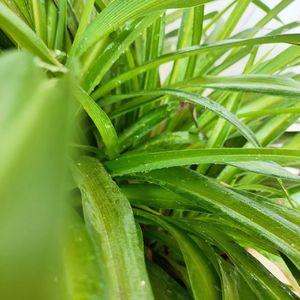 慢慢来是种诚意 伴奏