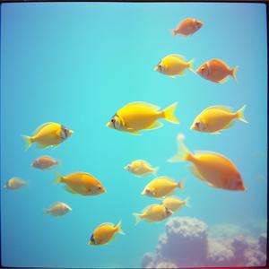 魚のブルース２