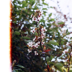 致姗姗来迟的你（翻自 阿肆／Yoga）