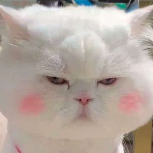 Kill Bill (杀死比尔)