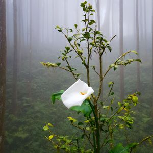 One Anxious Girl In The Yellow Forest