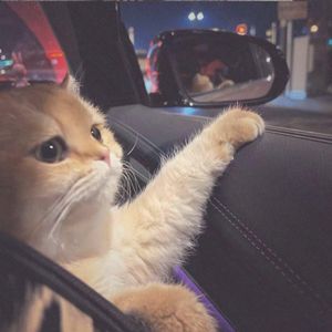 是想你的声音啊DJ