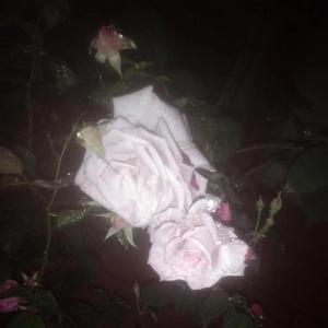 【FREE】“仲夏夜” Lil Skies x Landon Cube Type Beat