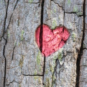 原来你不是木讷的树