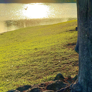 While My Flesh Digests