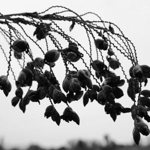 春夏秋冬（Cover 张国荣）