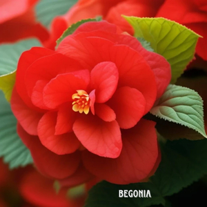 Begonia