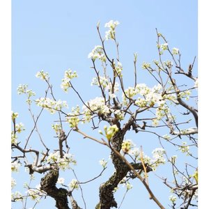 花间