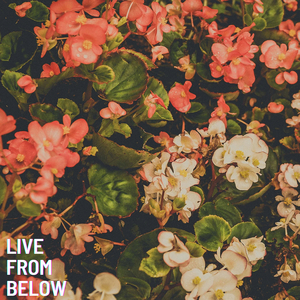 Piece of You/Mountain Song Revisited (Live)