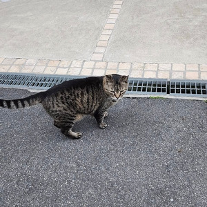 ネコ