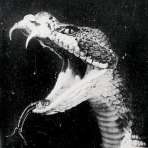 snakebite