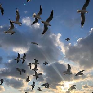 RANDALL-Wahran-original version