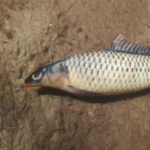 Карпский рэп