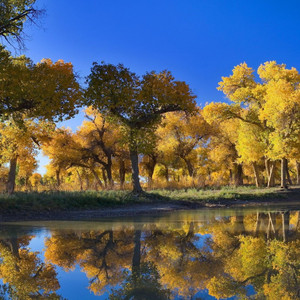 あなたのように