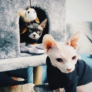 摇滚明星不会唱情歌