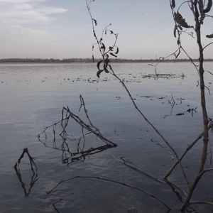 小葡萄和小鸳鸯