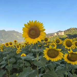 那年夏天的白衬衫.wav