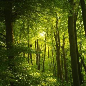 ''forest'' (Prod.APER)