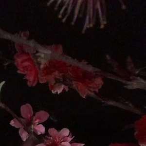 失梦青春