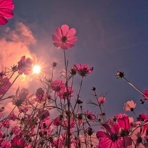 长歌祭荒丘QQAPPLE