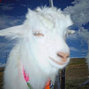 [FREE]''FREEWAY''-Melodic trap beat