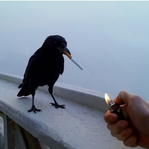 诉冬时都是这个b样（Prod.No Birthday）