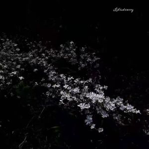 月色倒映在西湖