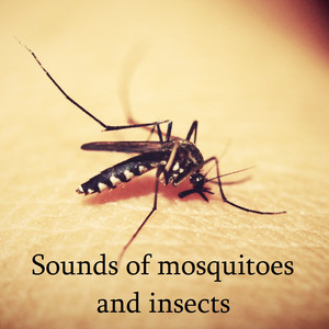 蚊子的声音