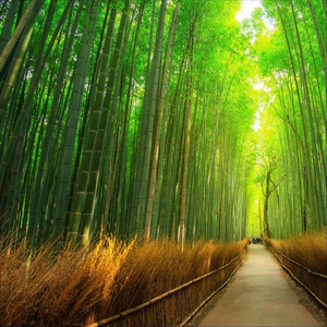 I Wish I Could Hold You for Christmas