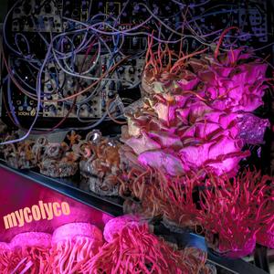 Harvesting Blue Oyster Mushrooms