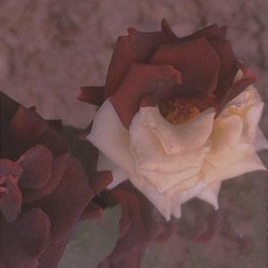 花满庭（翻自 叁汀）