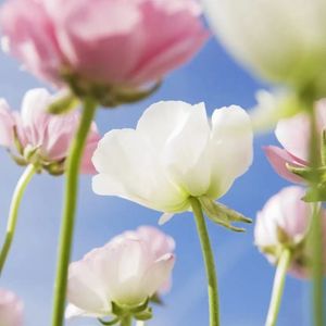 2c0691fd721a8800d8899443d290a9d6