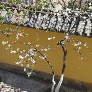 《踏云寻莲》