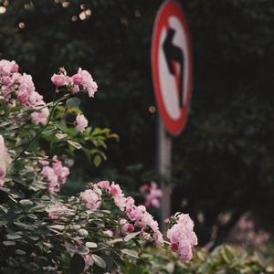 Backpack/行囊 (pord.byMorrow x IOF）