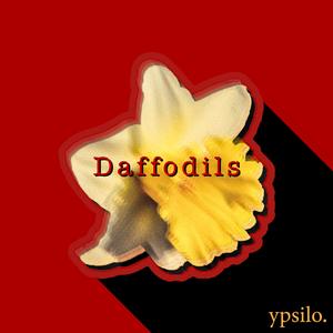 Daffodils