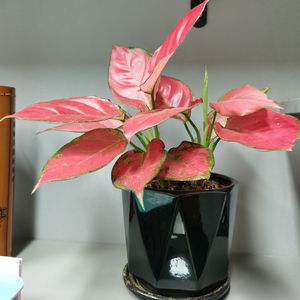 简单的喜欢3