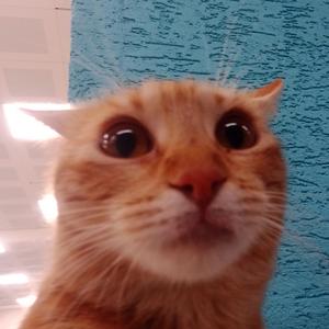 melek (demo)