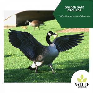 The Birds have Good Forest Feast